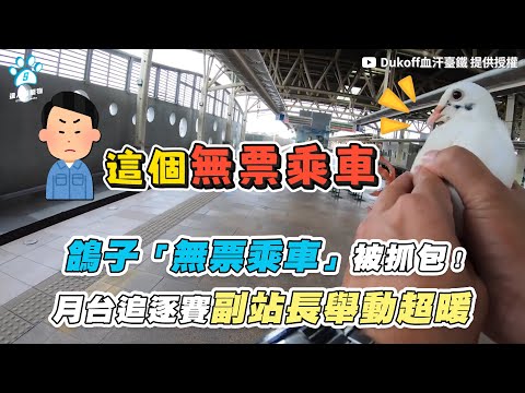 【鴿子「無票乘車」被抓包！ 月台追逐賽副站長舉動超暖】｜@Dukoff血汗臺鐵