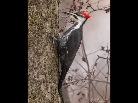 Hanging at Heckrodt: Wetland Wildlife Edition — Woodpeckers