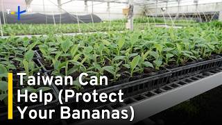 YouTube video thumbnail: Taiwan Lab Breeds Bananas To Resist TR4 Strain Behind Spread of Panama Disease