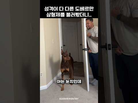 성격이 다 다른 도베르만 삼형제