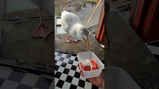 Mi Mascota Gaviota Siempre A Tiempo Para Su Comida