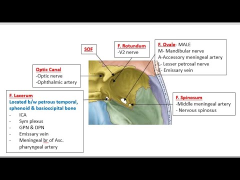 Anatomy Shots- Middle cranial fossa