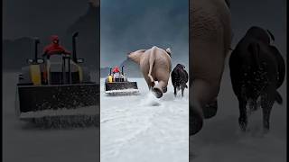 Marvelous Dancing Polish Cow funny cow dance Spiderman jcb tractor cow milk farm Elephant Ghillie