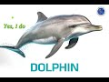 Dolphin Preference and Response Analysis