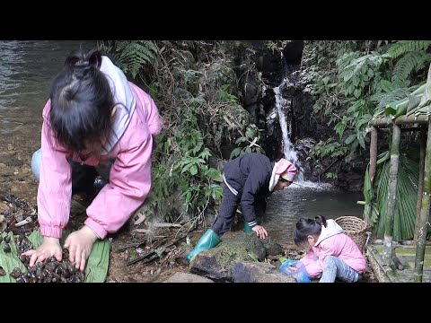 The first experience of picking snails from deep forest streams in childhood#hoài tây farm