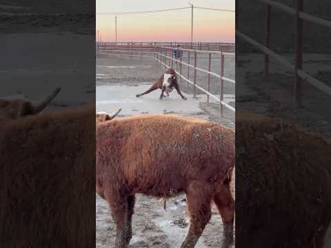 Funny Cow😂🐄#cow #cowboy#funny #for #foryou #fyp #foryoupage #funnyvideo #cute #pet#animal