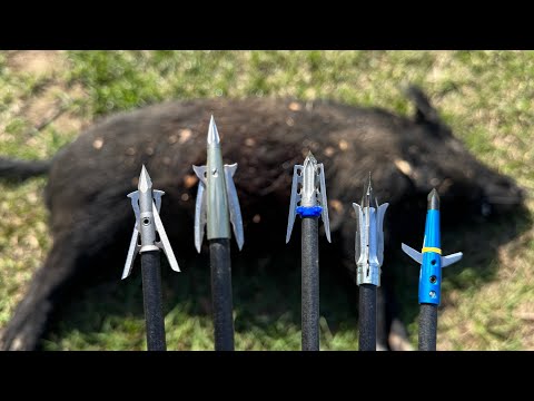 Ultimate Real Life Broadhead Test (11 Hogs Down!!)