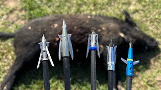 Ultimate Real Life Broadhead Test (11 Hogs Down!!)