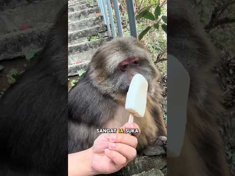 Akhirnya sahabat nya pulangโผ๏ธ๐๐๐ญ #animals #shorts #monyet