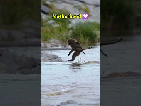 Mother Monkeyโs Brave Jump with Her Baby | Touching Wildlife Moment ๐ฅน#wildlife #ytshorts
