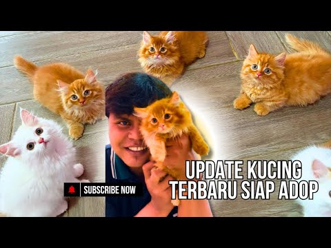 Kucing apa aja yang ready adop sekarang ?!