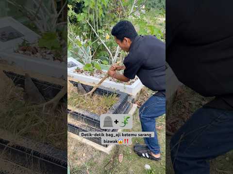 Detik detik bag_aji ketemu sarang biawak😱‼️#vlogshorts #adventure #villagekidslife
