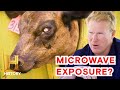 Mysterious Signals and Calf Behavior