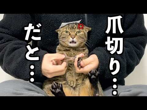 凶暴猫の頭にシールを貼って爪切りをした結果...