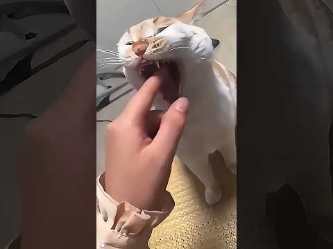 Cat: Call the police! 😾😾😾 #funnyanimal #cat #cats #catvideos #catlovers #funnyvideo