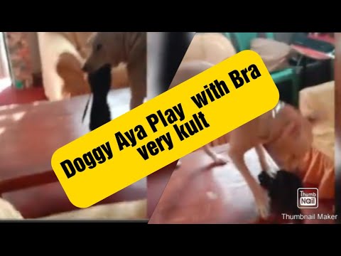 Doggy Aya Play with bra very kulit #dogs #funnydogs