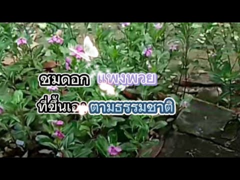 ชมดอกแพงพวยที่ขึ้นเองตามธรรมชาติ