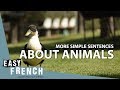 Exploring Animal Vocabulary in French