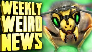 Radioactive Wasps - Weekly Weird News