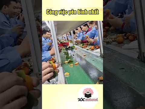Những công việc yên bình nhất #khoahoc #cothebanchuabiet #khampha