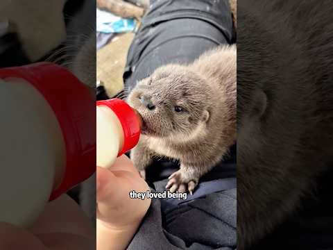 The otters that choose to stay close to humans.#shorts #animals #otter #cute #rescue