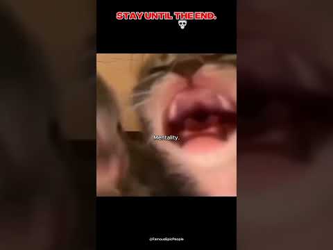 You Won't Believe What the Cat Did Next!