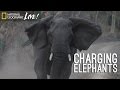 Elephants in Gorongosa: A Journey Through Conflict and Understanding