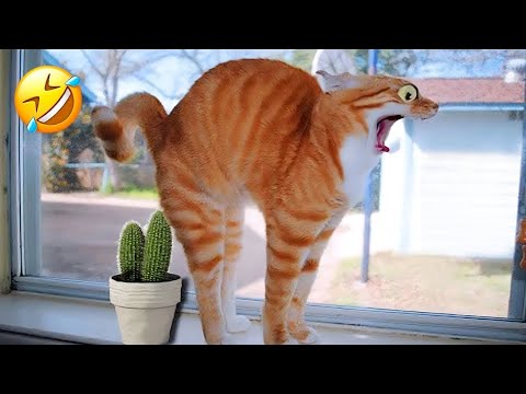 New Funny Animals 2023 🤣😍 Funniest Cats and Dogs Videos 😸🐶 Part 1