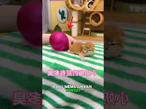 Kucing kentut bikin ngakak #shorts #kucinglucu #kucing #feedshorts