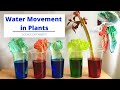 Plant Experiment: Water Movement and Xylem