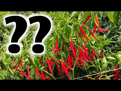 मिरची तोडून तोडून दमला एवढे उत्पादन Live