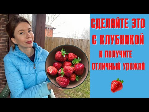 КЛУБНИКИ БУДЕТ МНОГО. Просто соблюдайте эти 5 правил ухода за ней