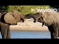 Elephants in Hellenistic Warfare