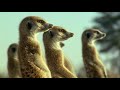Meerkat Behavior and Habitat in Kalahari