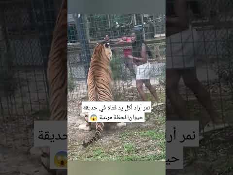 نمر أراد أكل يد فتاة في حديقة حيوان!😱