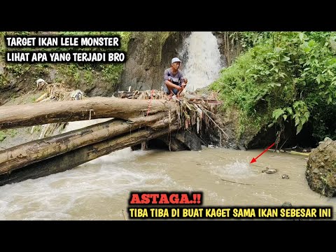 EDAN.!! NIAT MANCING LELE MONSTER DI BAWAH POHON TUMBANG || LIHAT APA YANG TERJADI BRO