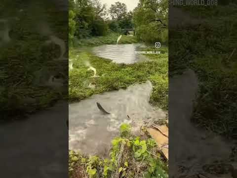 When the new water comes in, the fish are flying, #fish #fishing #fly #nature #water #trending