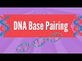 DNA Structure and Base Pairing