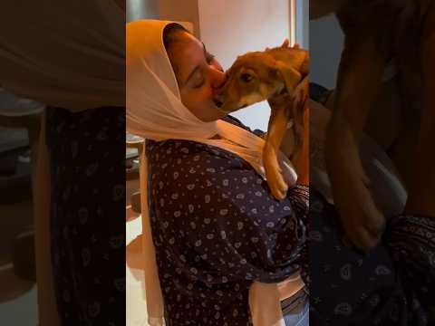 من كلبة مستسلمة في الصحرا جنب مامتها الميتة، لفرصة تانية للحياة 🩵 #baladidogs #straydogs