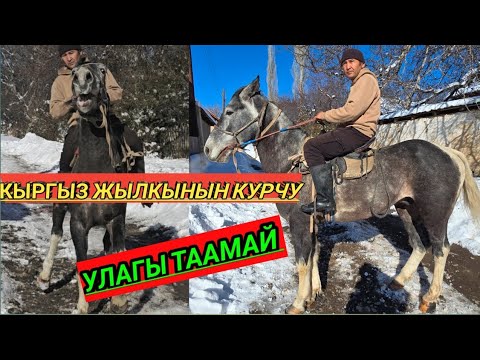 Улагы таамай ат сатылат тел: 0221554671