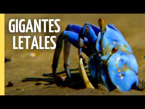 GIGANTES DE LA SELVA: ¡Monstruos y Bestias Salvajes de Borneo! | Episodio Completo