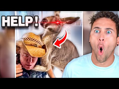 Farm Animals Fight Back