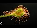 Carnivorous Plants and Their Mechanisms