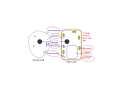 Cell Structure and Function Concepts