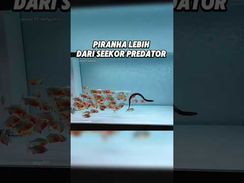RAHASIA DIBALIK GIGI TAJAM PIRANHA!!