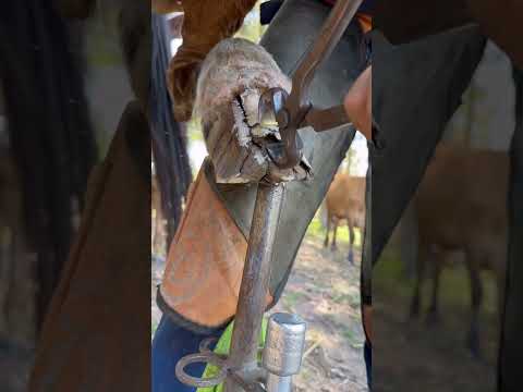 Se inscreva no canal e ativa o sininho pra não perder nenhum conteúdo #cavalo #cascos #viralshorts