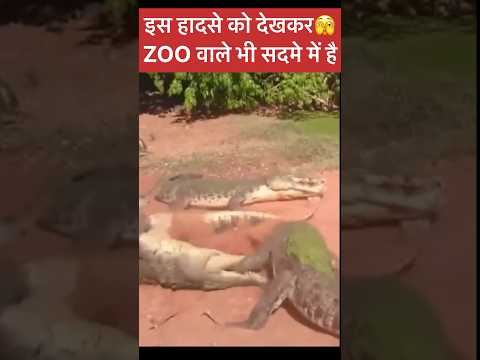 इस हादसे को देखकर 🫣ZOO वाले भी सदमे में है|| Crocodile Is Not Just A Animal It’s A Beast🐊||