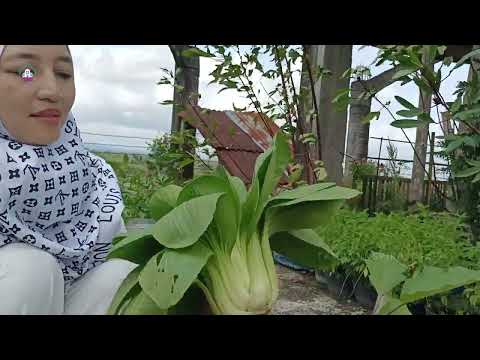 TANAM DAN PANEN PAK CHOY VERTIKULTUR GALON BEKAS | PAK CHOY JUMBO DI GALON BEKAS