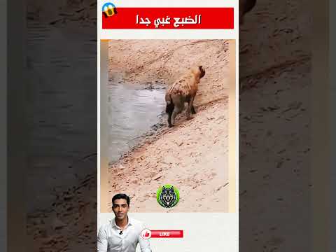 🦊🤪 الضبع الغبي يمشي بطريقة غريبة ومضحكة! #shorts