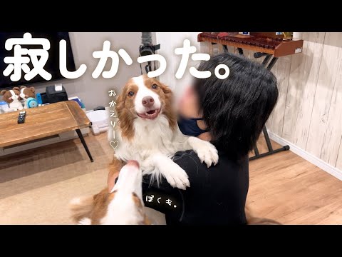 1時間のお留守番でも熱烈にお出迎えしてくれる犬達が可愛すぎる🥺【ボーダーコリー・オーストラリアンシェパード】